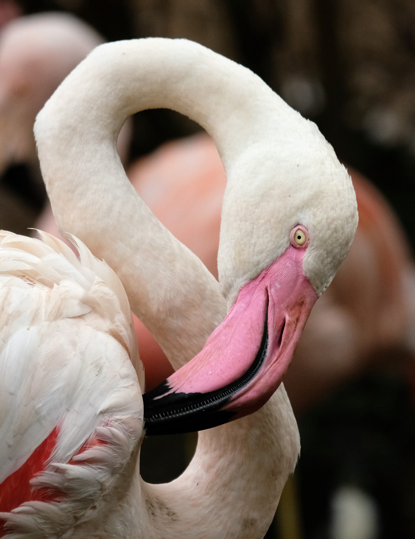 Flamingo im Zoo Hannover