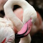 Flamingo im Zoo Hannover