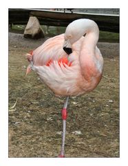 Flamingo im Zoo Hannover