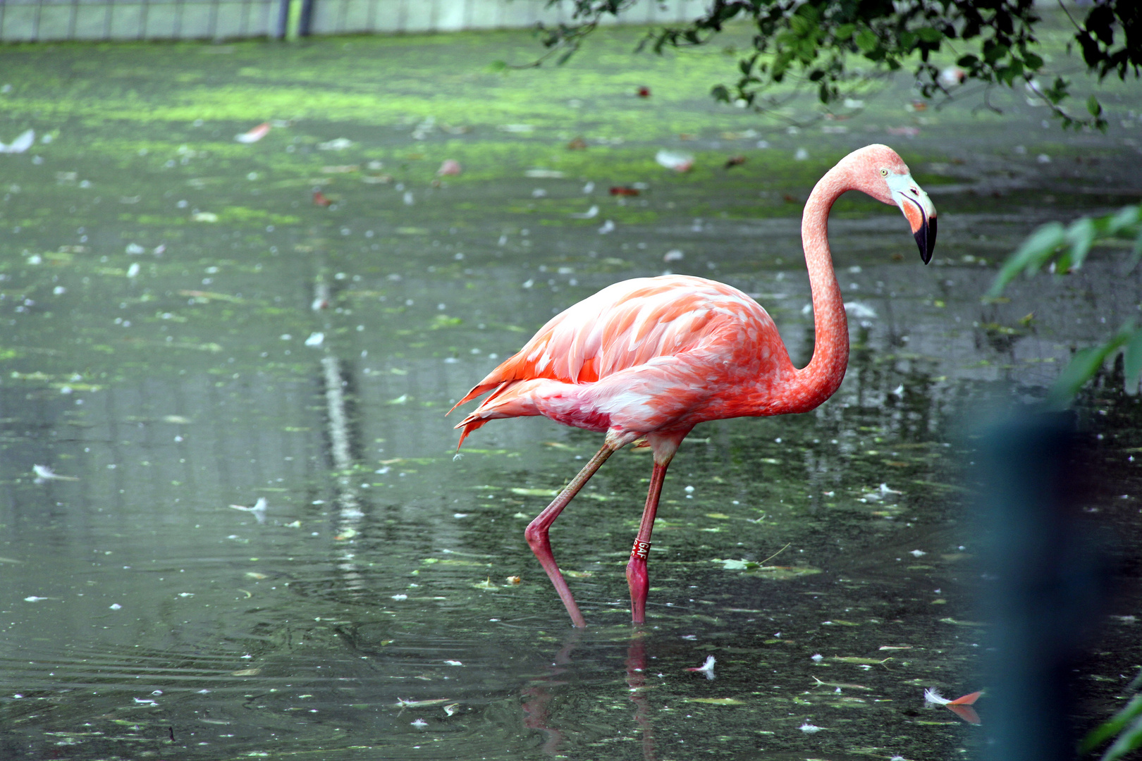 Flamingo im Zoo Heidelberg