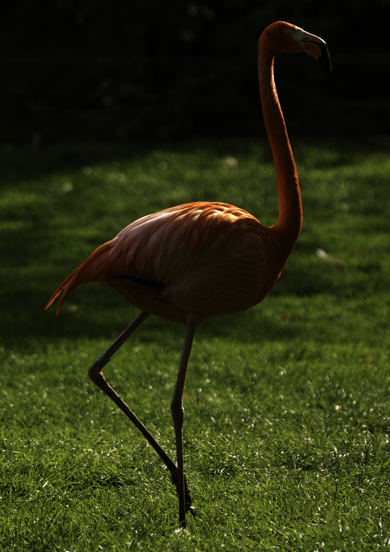 Flamingo im Zoo Karlsruhe