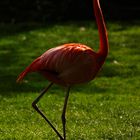 Flamingo im Zoo Karlsruhe