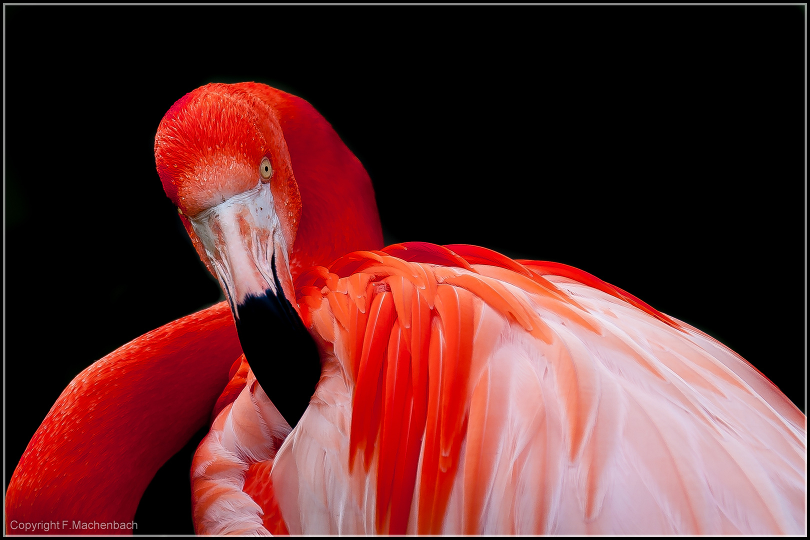 Flamingo im Zoo Köln