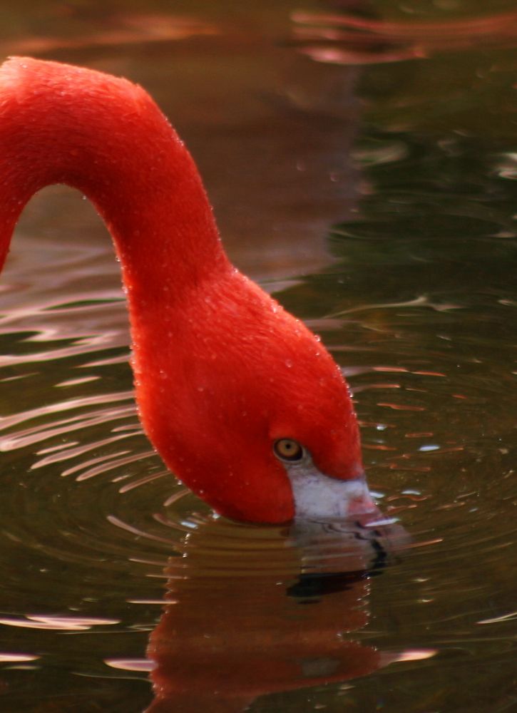 Flamingo im Zoo Leipzig