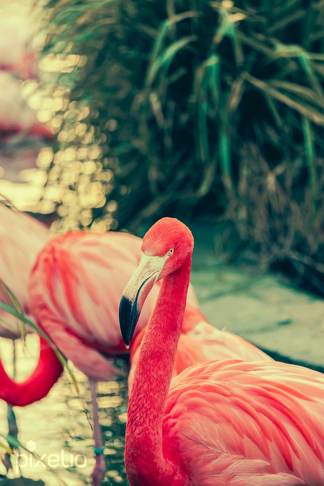 Flamingo im Zoo Leipzig