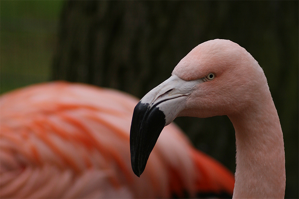 Flamingo im Zoo Rostock