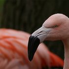 Flamingo im Zoo Rostock