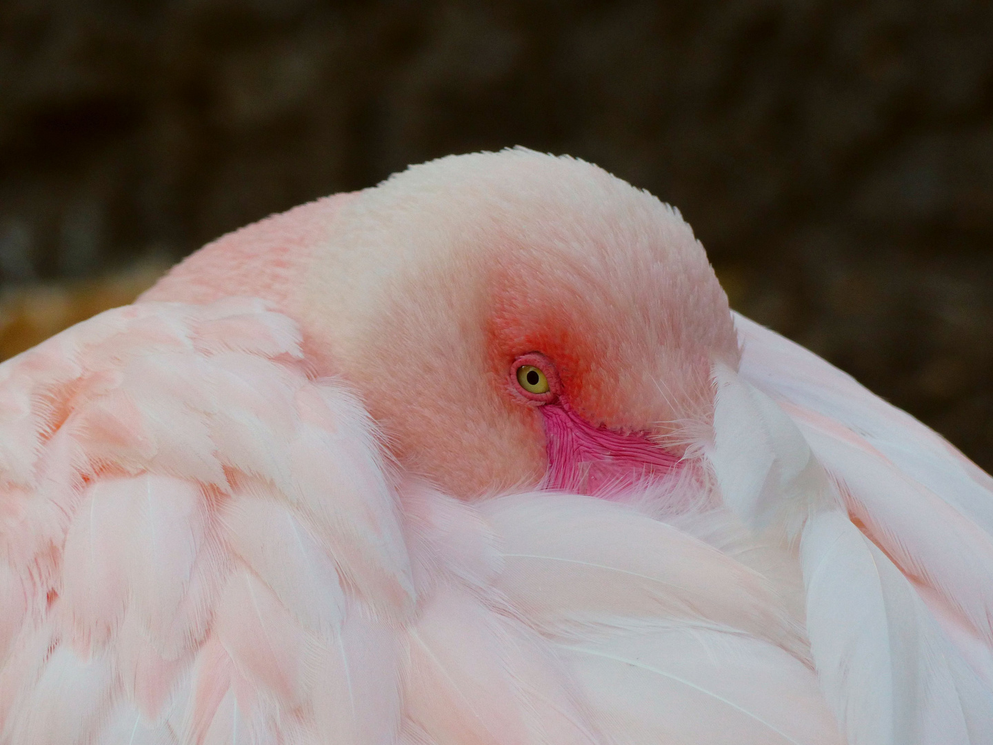 Flamingo im Zoo Salzburg