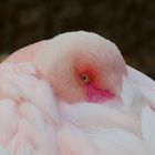 Flamingo im Zoo Salzburg