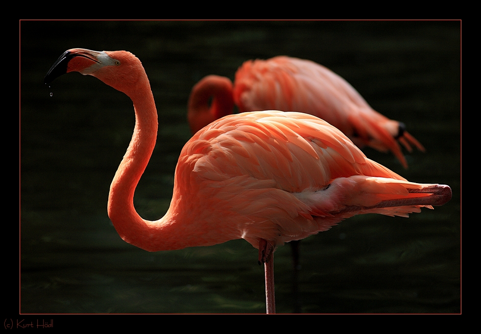 Flamingo im Zoo Schmiding