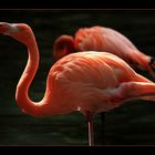 Flamingo im Zoo Schmiding