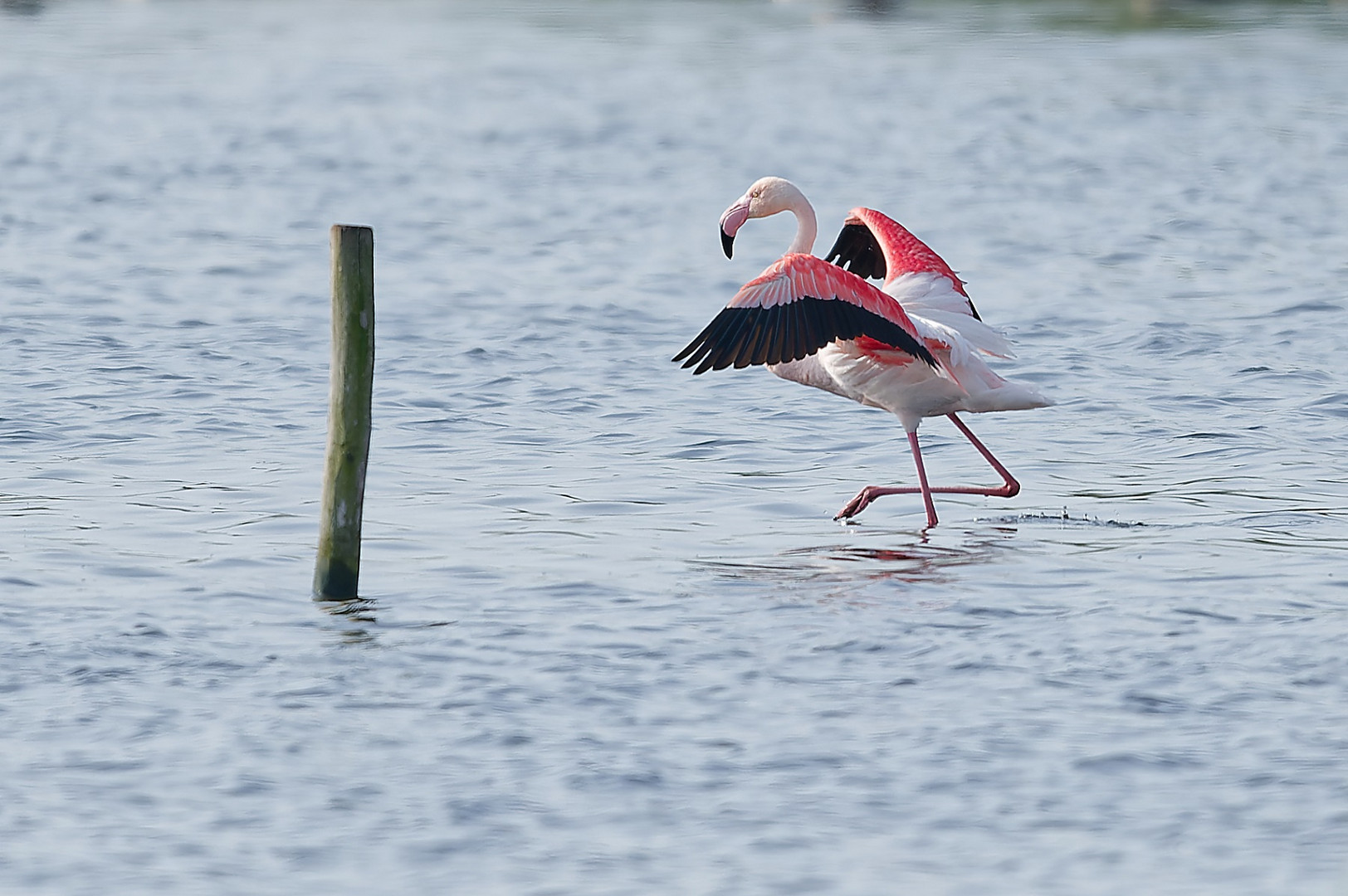 Flamingo im Zwillbrocker Venn