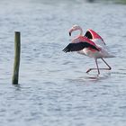 Flamingo im Zwillbrocker Venn