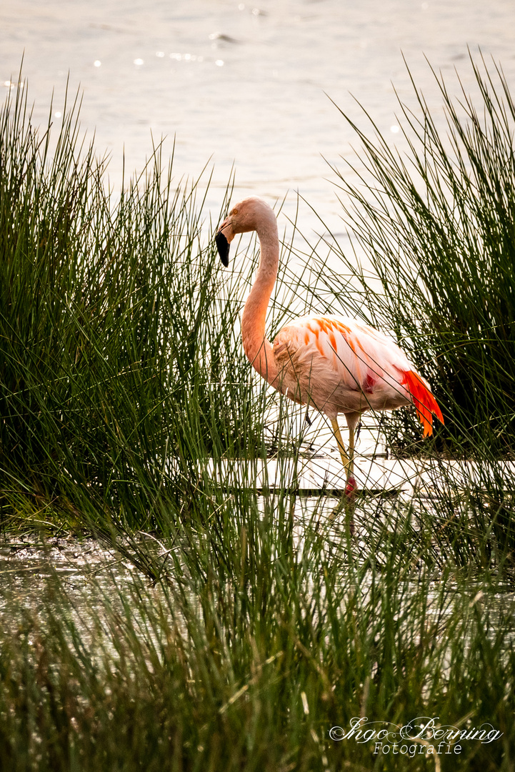 Flamingo im Zwillbrocker Venn