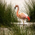 Flamingo im Zwillbrocker Venn