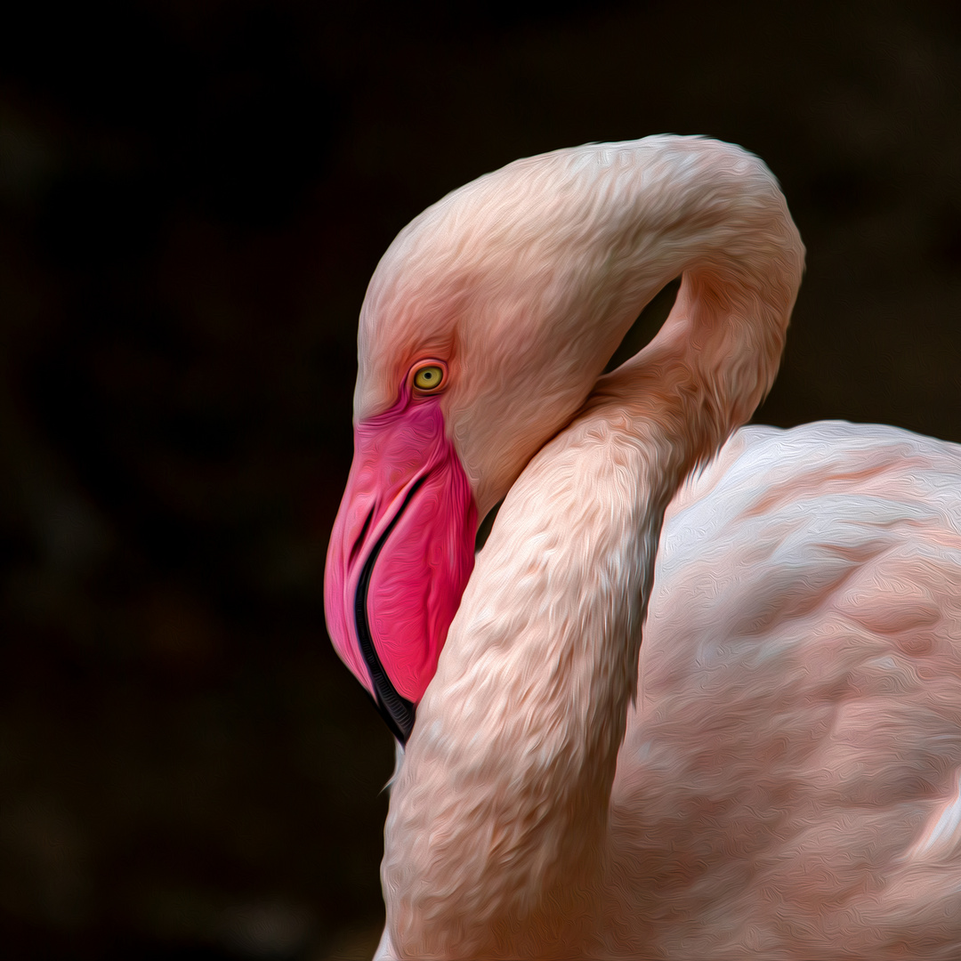 Flamingo - immer wieder faszinierend