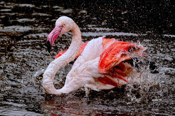 Flamingo in Action