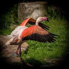 Flamingo in Aufregung? - Vogelpark Walsrode