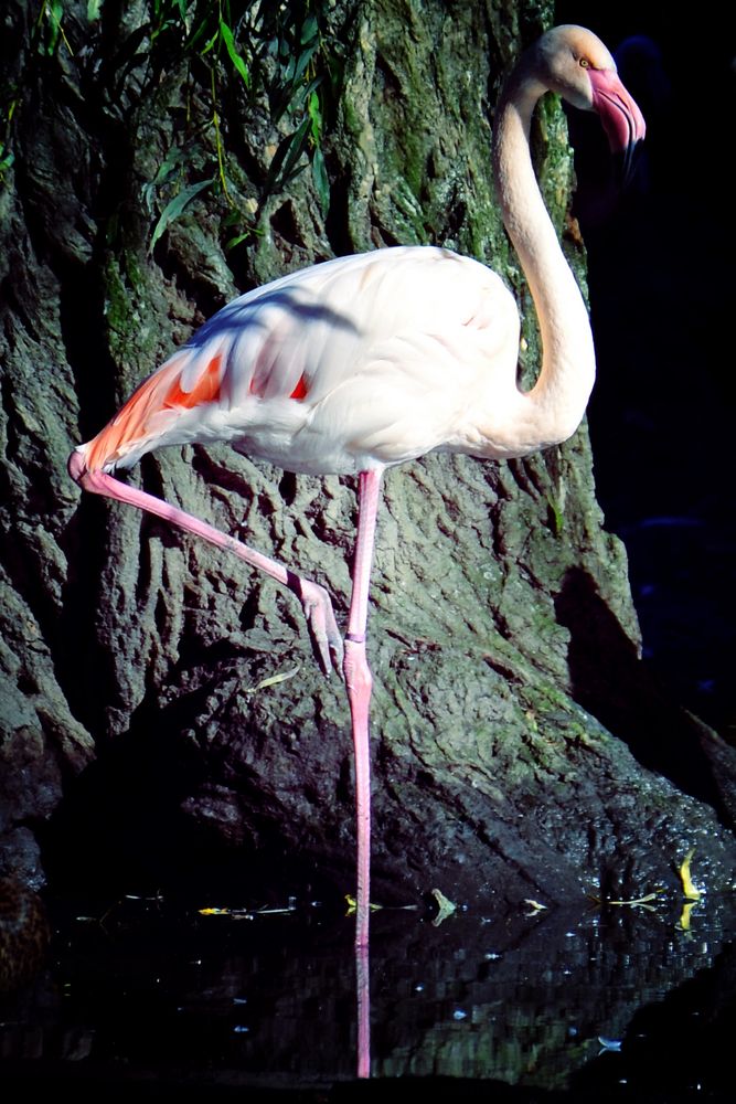 Flamingo in Augsburg