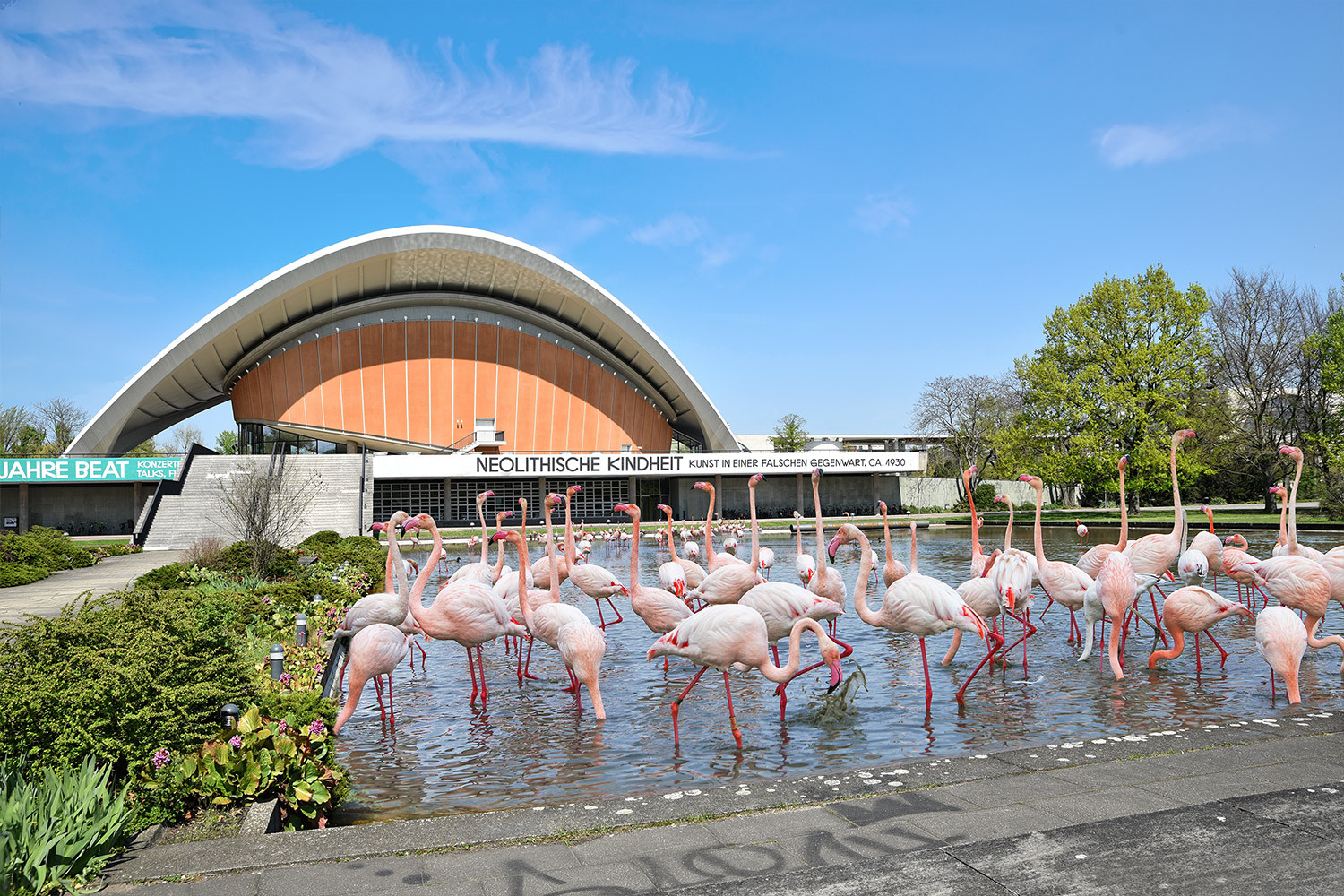 Flamingo in Berlin