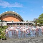 Flamingo in Berlin