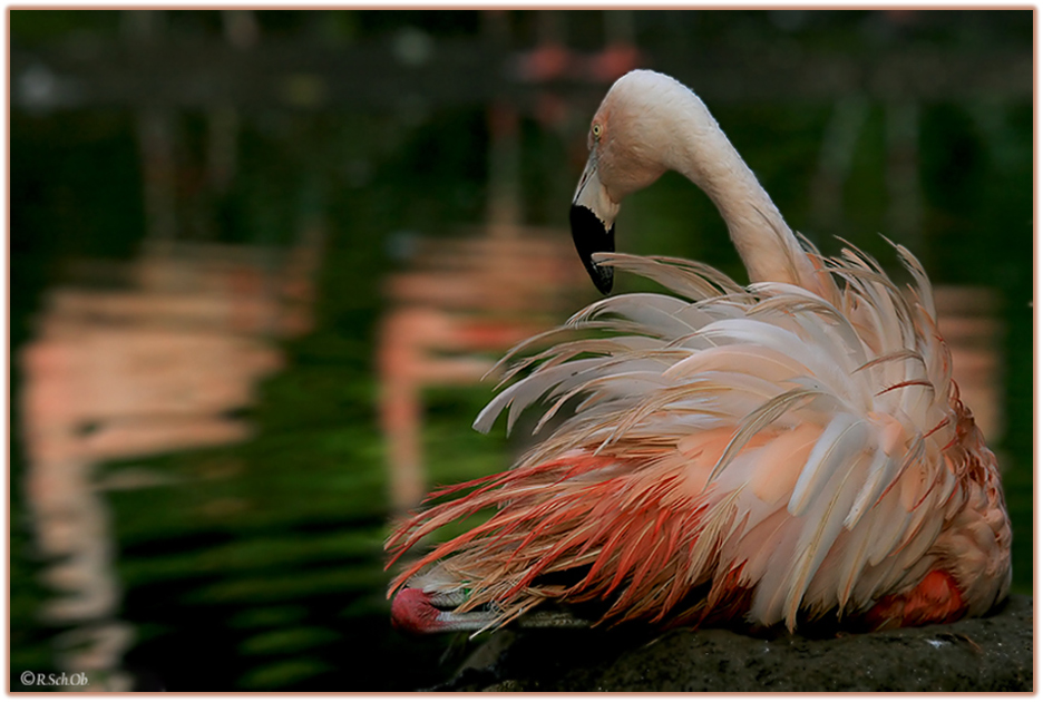 Flamingo in der Abendsonne