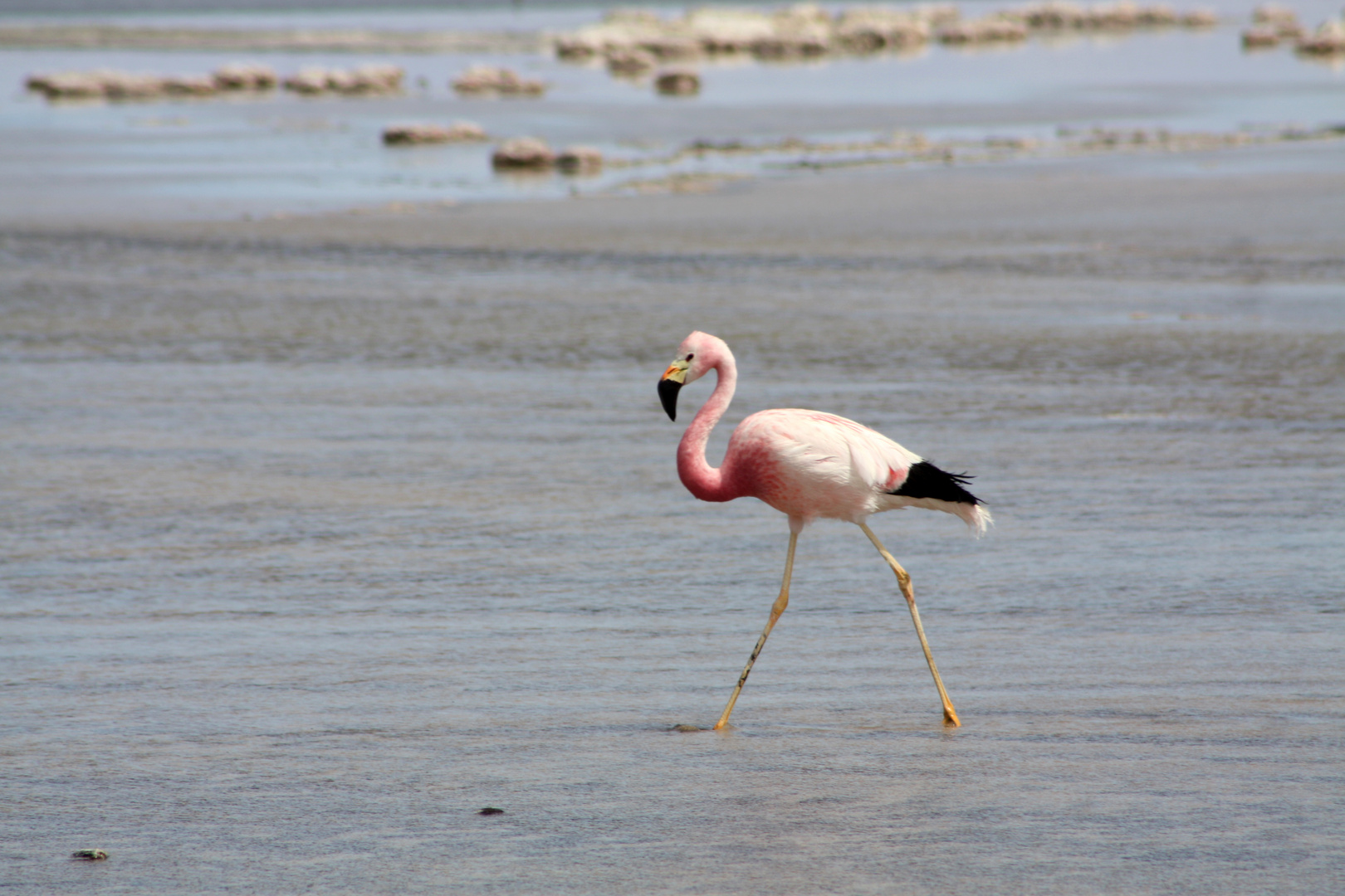 Flamingo in der Atacama