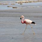 Flamingo in der Atacama