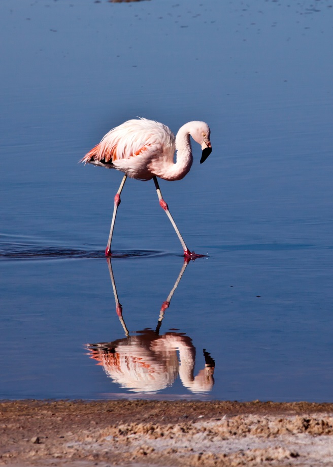 Flamingo in der Atacama