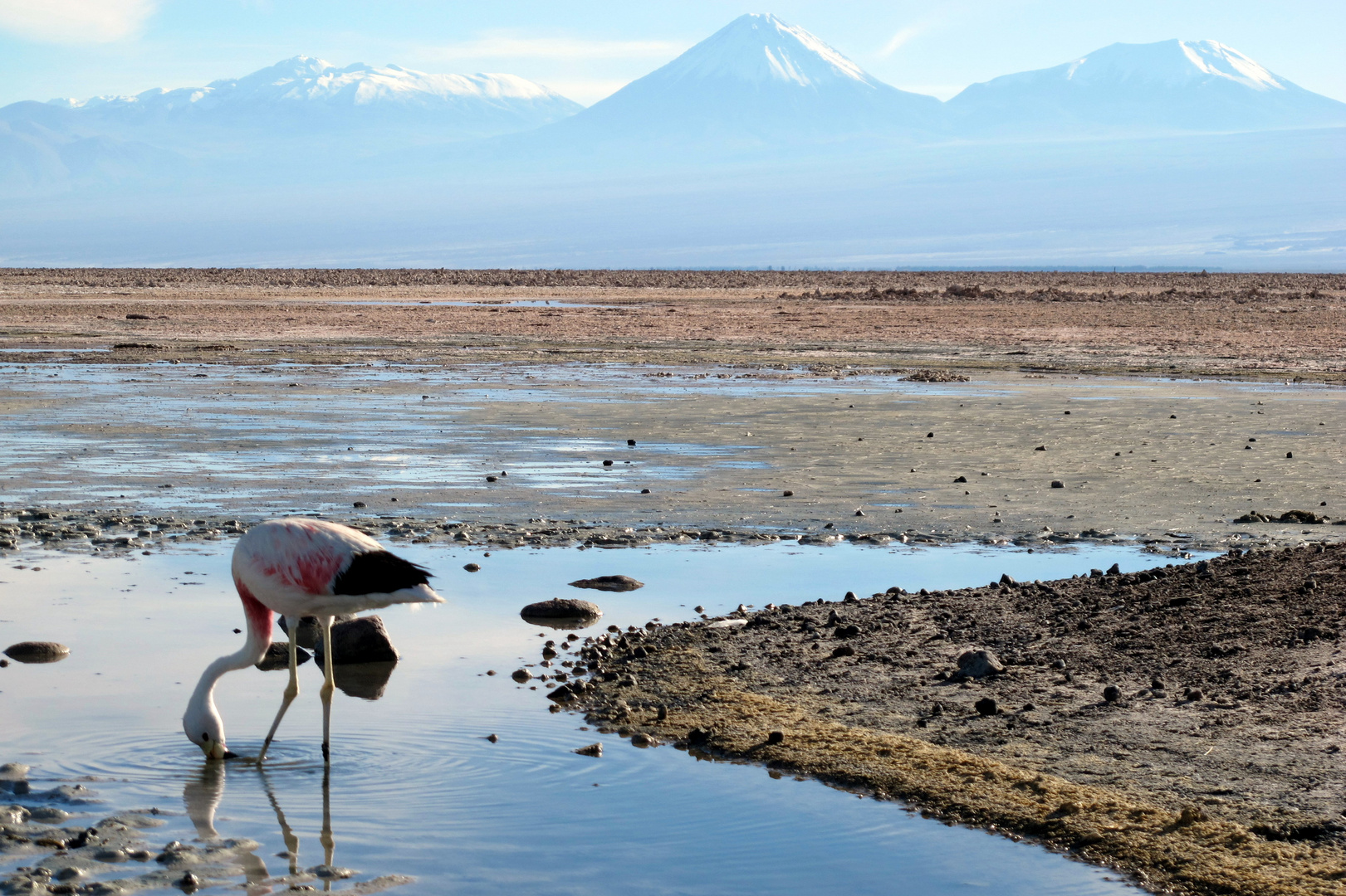 Flamingo in der Atacama Wüste