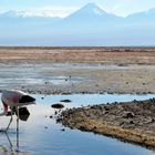 Flamingo in der Atacama Wüste