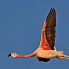 Flamingo in der Atacama Wüste (Chile)