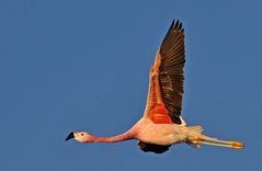 Flamingo in der Atacama Wüste (Chile)