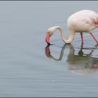 Flamingo in der Camargue