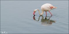 Flamingo in der Camargue