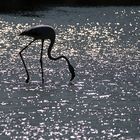 Flamingo in der Camargue