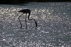 Flamingo in der Camargue