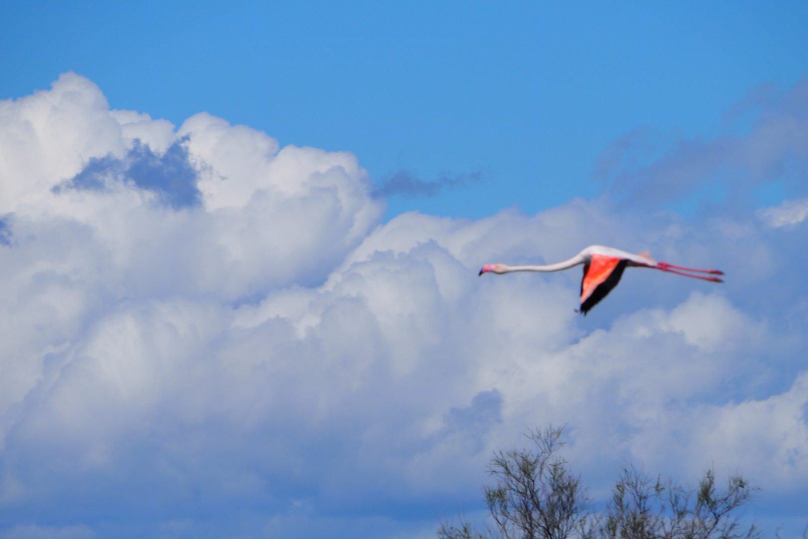 Flamingo in der Camarque 1.4.24 P4010171