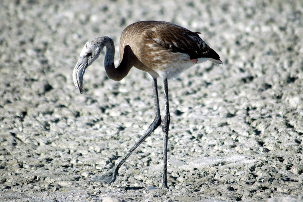 Flamingo in der Etoshapfanne