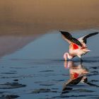 Flamingo in der Laguna Colorada