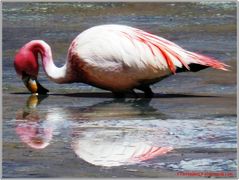 Flamingo in der Laguna Colorada