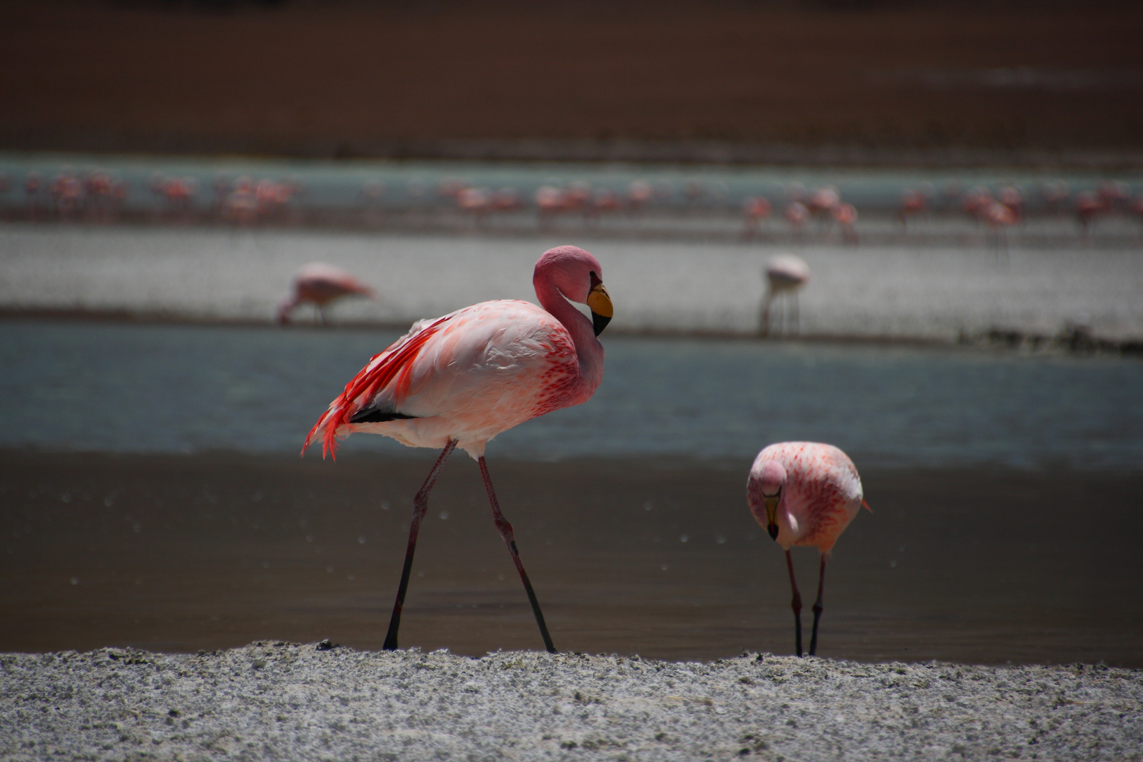 Flamingo in der Laguna Honda