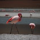 Flamingo in der Laguna Honda