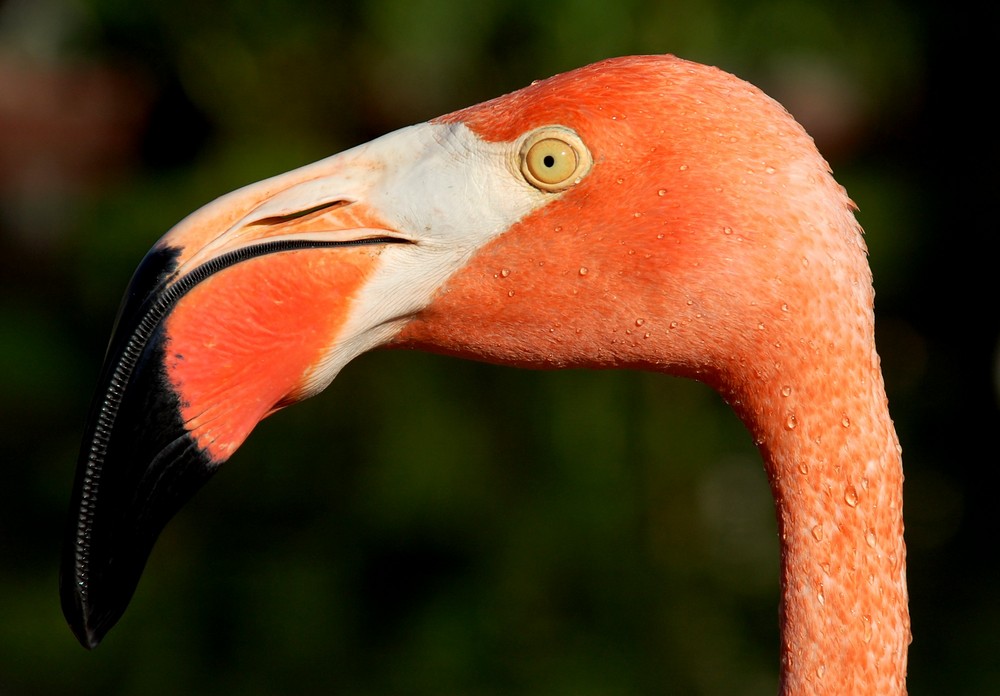 Flamingo in der Morgensonne