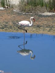 Flamingo - in der Nähe von Kapstadt