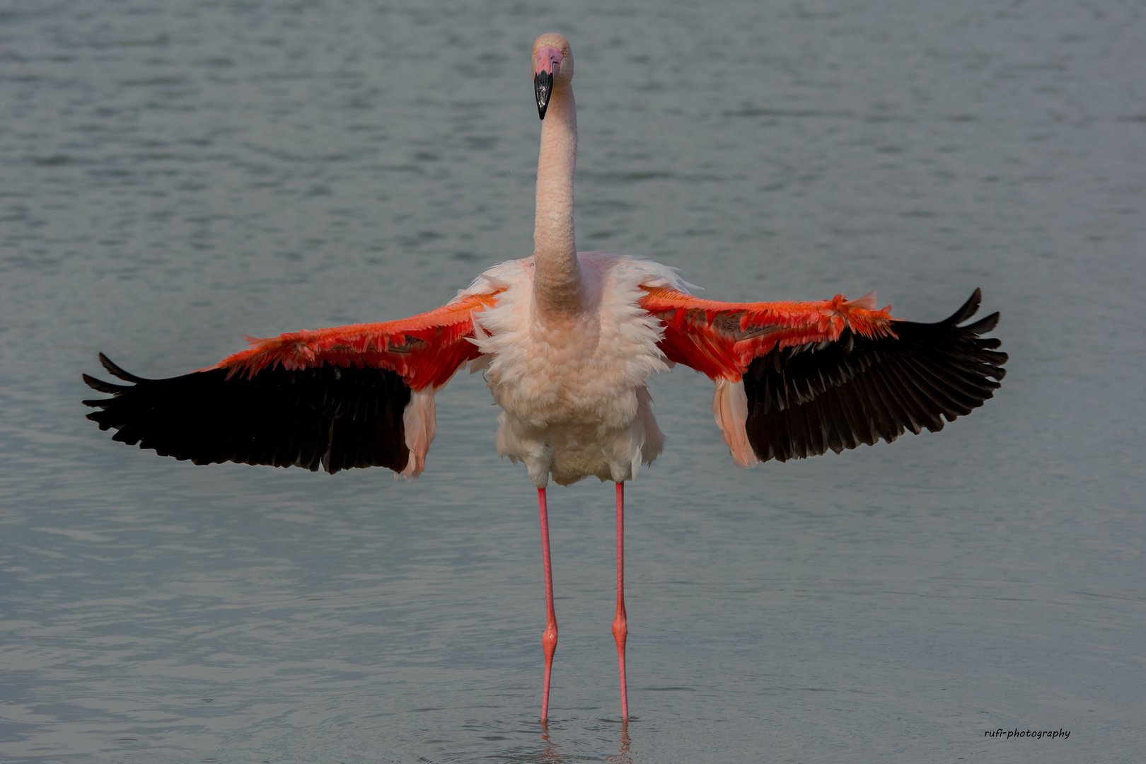 Flamingo in der Normandie