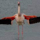 Flamingo in der Normandie