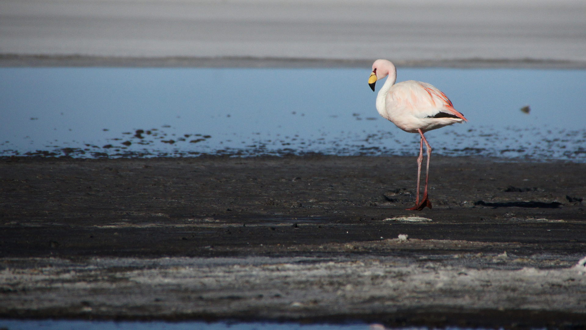 Flamingo in der Salar de Uyuni