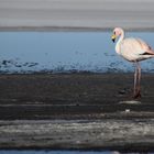 Flamingo in der Salar de Uyuni