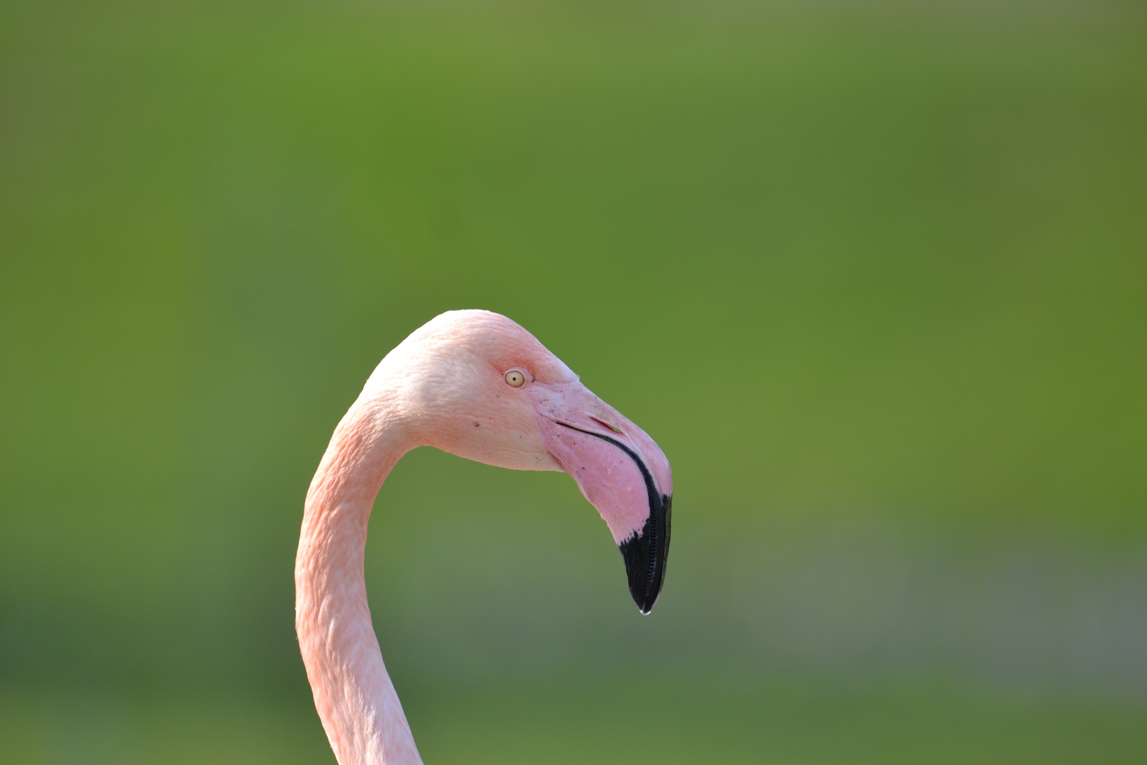 Flamingo in der Wilhelma